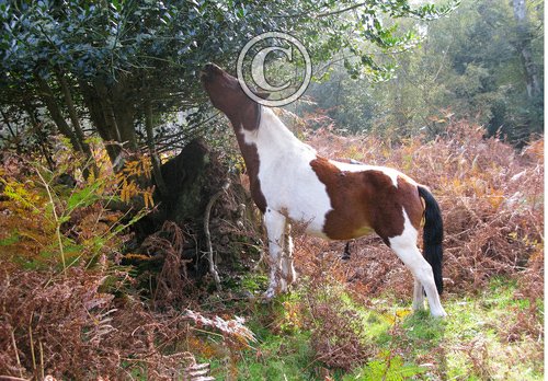 New Forest Pony 2 DM0210